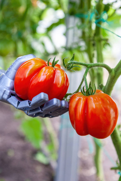 Smart robot contadino raccolto pomodori in serra, agricoltura concetto futuristico, braccio robot androide da vicino - Foto, immagini