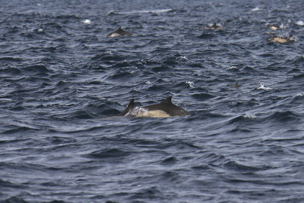 Pod of Common Delphins spielen im Ozean - Foto, Bild