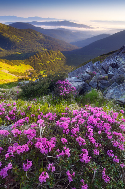 Wiesenblumen in den Bergen  - Foto, Bild