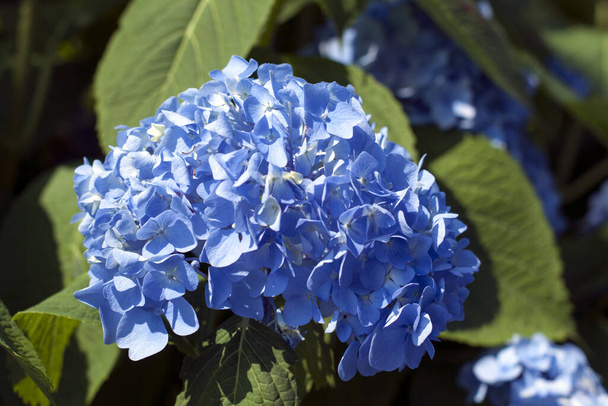 Una hermosa hortensia azul que contrasta perfectamente con las hojas de color verde oscuro. - Foto, imagen