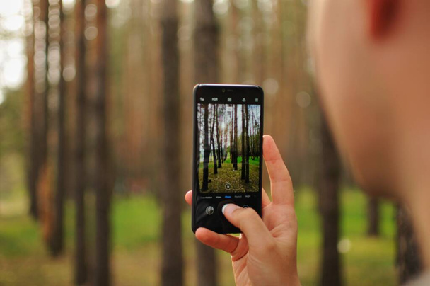 Ο άνθρωπος φωτογραφίζει πεύκα στο δάσος με το smartphone του. Ερασιτέχνες - Φωτογραφία, εικόνα