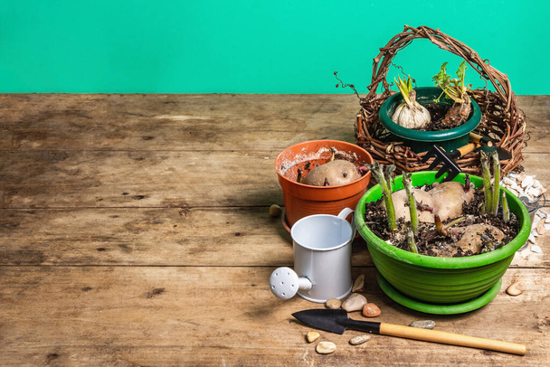 Spring planting and gardening concept. Tools, watering can, flowerpots, buckets, decorative stones. Fresh sprouts of potatoes, carrots, garlic, and onions. Old wooden table, copy space - Photo, Image