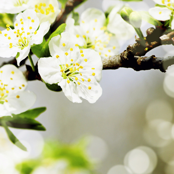 Blossoming tree of an apple-tree - Φωτογραφία, εικόνα