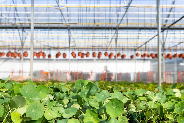 Young flower plants growing in a greenhouse, nursery. Green seedling growing.	 - Photo, Image