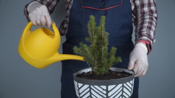 Kezek férfi kertész átültetett kis fenyő fa új pot stúdióban szürke alapon. Házi növények kertészete és gondozása. Házi fenyő ültetése kicsiről nagyra otthon - Felvétel, videó