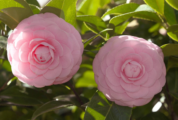 Tokyo,Japan-March 3, 2021: Closeup of pink Camellia sasanqua  - Photo, Image