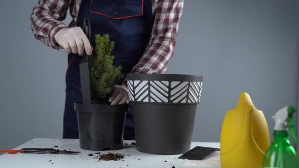 Gardening concept. Transplanting and seeding new plants fir-tree. Closeup on hands and pots. Man gardener transplants houseplant Conic spruce in new pot inside on the background of a gray wall - Footage, Video
