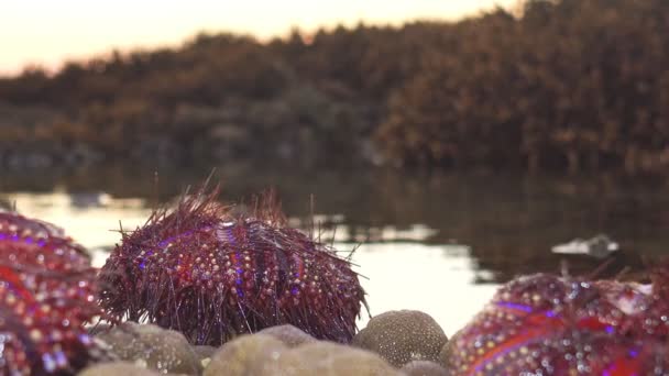 De nombreux oursins rouges magnifiquement modelés sont lavés par les vagues piégées sur le récif corallien. - Séquence, vidéo