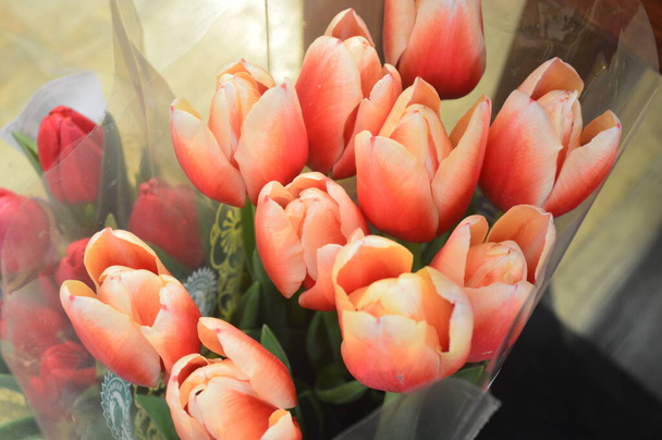 Bouquet tulipes et bulbes tulipes - Photo, image