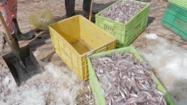 peixes gelados com sal mantidos em cestos antes da entrega no mercado local  - Filmagem, Vídeo