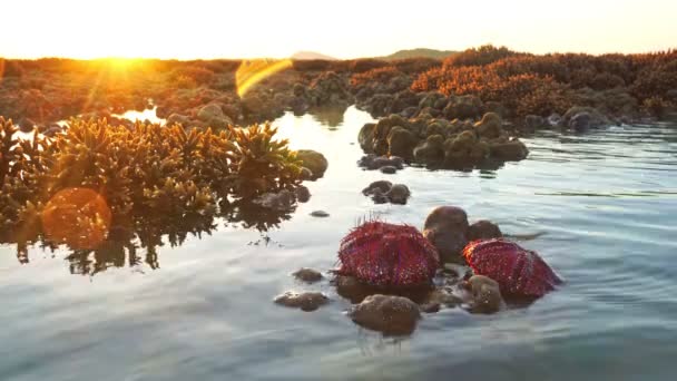 Sok gyönyörűen mintázott vörös tengeri sünt mosnak partra és ragadnak a korallzátonyokon... - Felvétel, videó