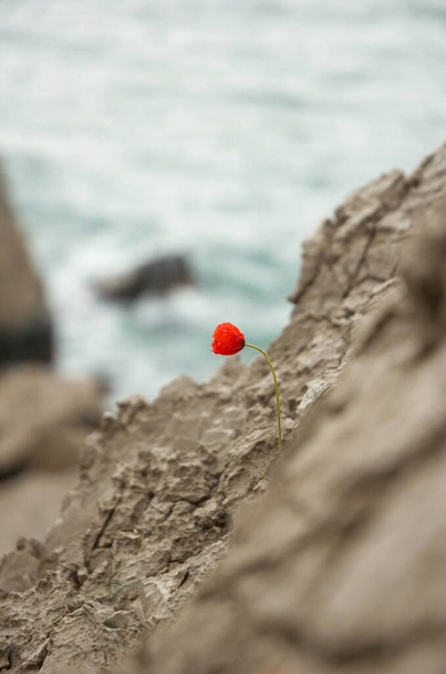  Kwiat maku wśród skał - Zdjęcie, obraz