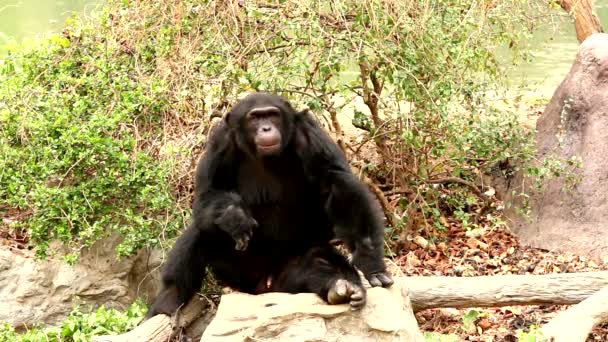 chimpansee in het bos - Video