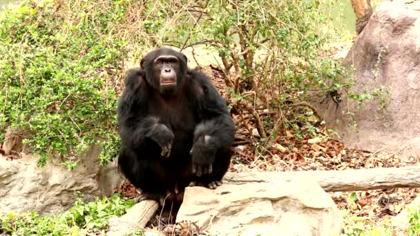 χιμπατζής στο δάσος - Πλάνα, βίντεο