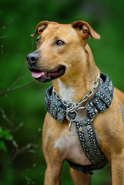 Fiatal pitbull terrier kutya nem húzza heveder - Fotó, kép