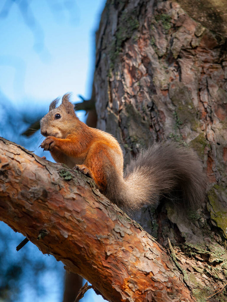 écureuil dans un parc municipal mangeant des noix - Photo, image