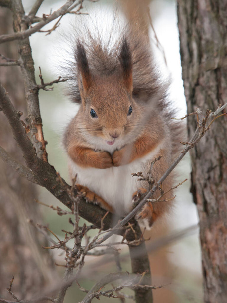 Orava kaupungin puistossa syö pähkinöitä - Valokuva, kuva