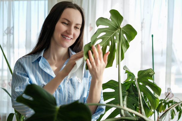 donna primo piano in camicia blu salviette foglie di piante Monstera con tovagliolo bagnato, cura per le piante domestiche indoor, concetto di ambienti ispirati alla natura - Foto, immagini