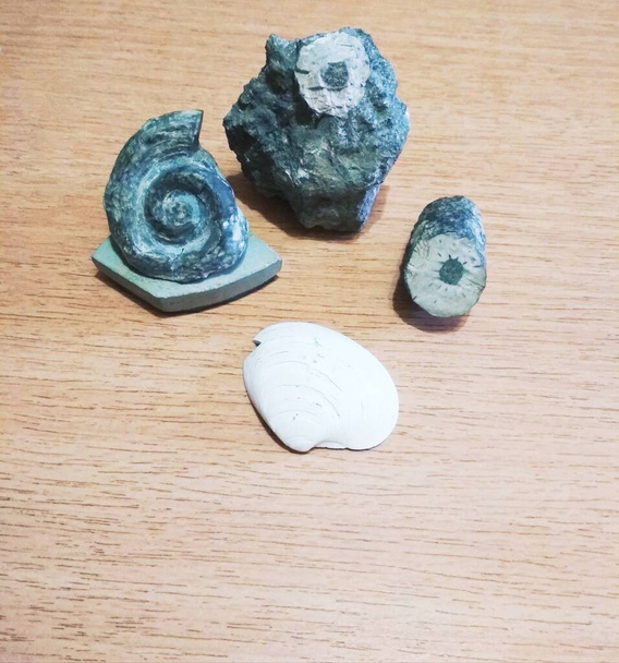 Um conjunto de fósseis, lírio fossilizado, amonita e concha do mar  - Foto, Imagem