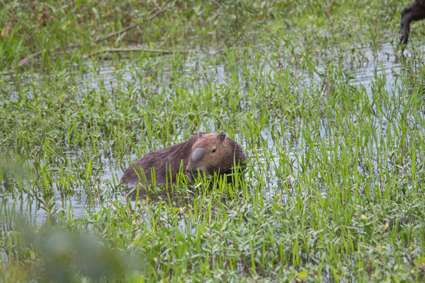 Ένα καπιμπάρα περπατά μέσα από το γρασίδι και τρώει στο Pantanal στη Βραζιλία, Νότια Αμερική - Φωτογραφία, εικόνα