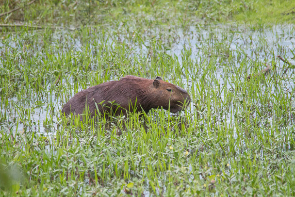 Egy capybara sétál a fűben és eszik a pantanalban Brazíliában, Dél-Amerikában. - Fotó, kép
