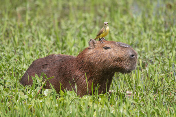 Egy capybara sétál a fűben és egy madárral a fején eszik Brazíliában, Dél-Amerikában. - Fotó, kép