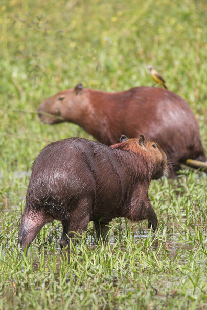 Ein Wasserschwein läuft durch das Gras und isst im Pantanal in Brasilien, Südamerika - Foto, Bild