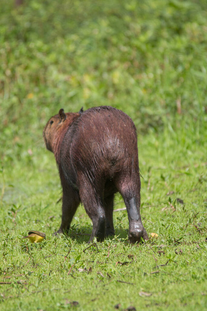 Капибара ходит по траве и ест в Пантанале в Бразилии, Южной Америке - Фото, изображение