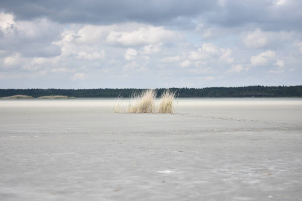 samotny trzcina wśród odpływu jeziora - Zdjęcie, obraz