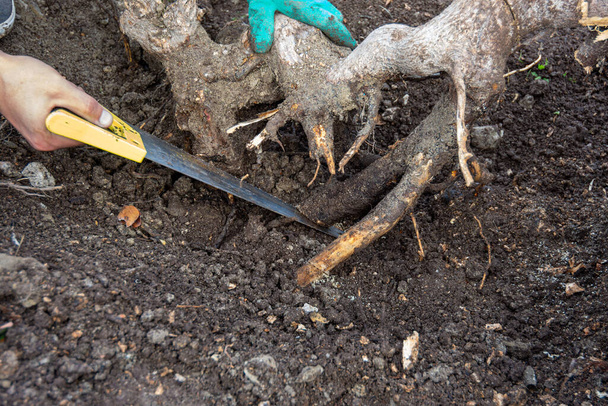 Sägen mit der Säge, um einen Baumstumpf im Garten zu entfernen - Foto, Bild