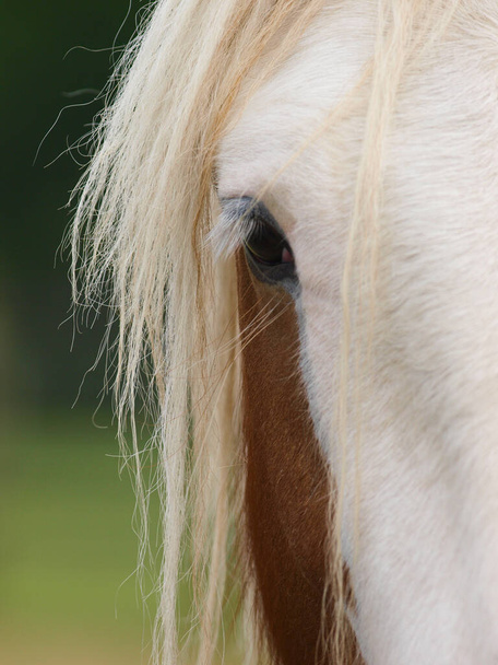 Un primo piano dell'occhio e del lato del viso di un grazioso pony. - Foto, immagini
