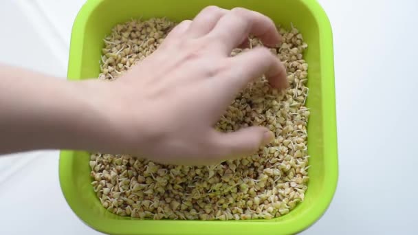 brotou trigo sarraceno verde no germinador. as sementes são ricas em vitaminas úteis, macro e microelementos. Culinária germinação de sementes, microgreening em casa - Filmagem, Vídeo