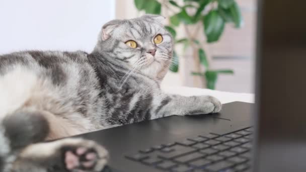 Un gatto scozzese a strisce nere e grigie con gli occhi gialli guarda un monitor del computer portatile mentre giace su un divano. Carino simpatico animale domestico divertente. Concetto creativo di lavoro a casa, video per gatti. Copia spazio, sfondo chiaro. - Filmati, video