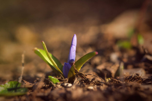 Kék hóvirág lat. Scilla közelkép az erdőben. Az első tavaszi virágok felébrednek. Fényes napfény. Vadon termő növények makrofotózása. A kora tavasz fogalma. Légköri háttér, lágy fókusz - Fotó, kép
