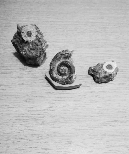 Una serie di fossili, ninfee fossili e un'ammonite  - Foto, immagini