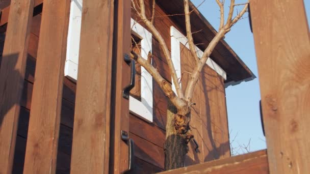 The Treehouse Closeup - Footage, Video