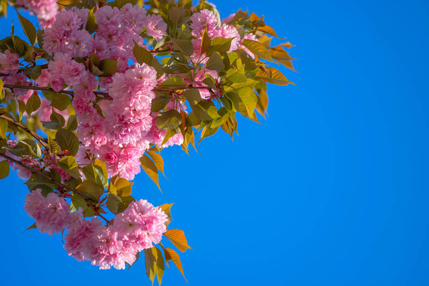 Bloeiende bloeiende takken van sakura kersenbomen in de lente. De bloeiwijzen zitten vol bloemen. Heldere blauwe lucht - Foto, afbeelding