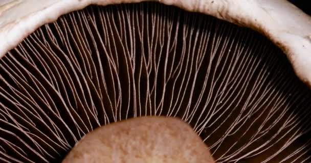 Zavřít portobello houby rotující - Záběry, video