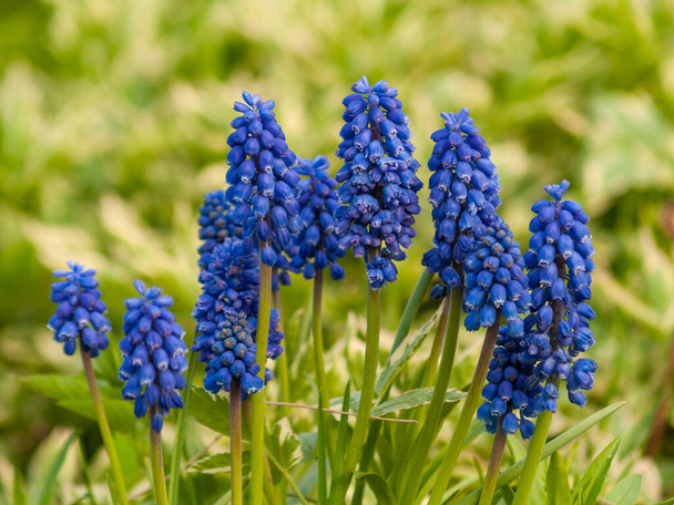 Flores de muscari azul en el jardín. - Foto, Imagen