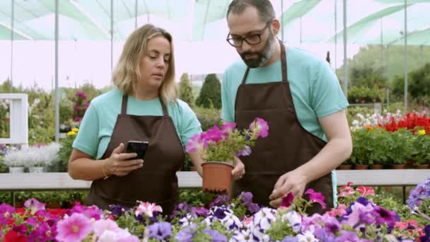Dos jardineros serios tomando fotos de petunias - Metraje, vídeo