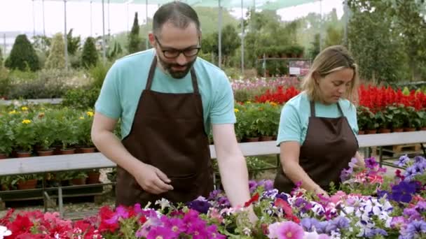 Огородники ухаживают за горшечными растениями в теплице - Кадры, видео