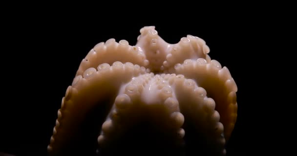 Fresh, raw cuttlefish close up - Footage, Video