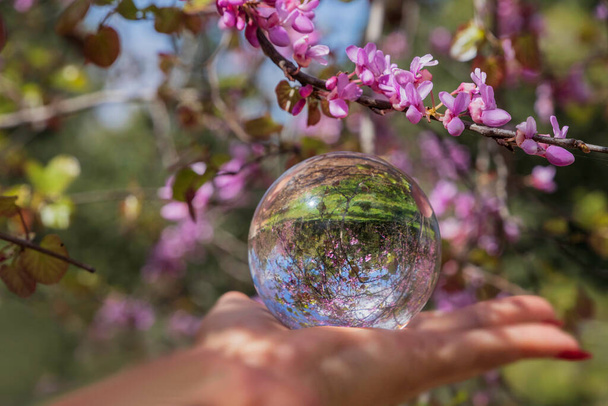 Una rama de un árbol de Cercis floreciendo con flores rosadas y una bola de cristal en una mano de mujer - Foto, imagen
