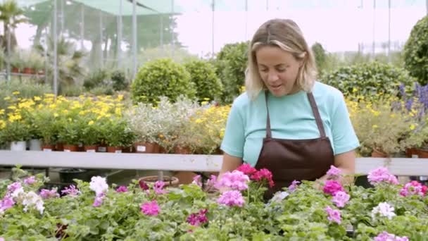 Feliz jardinero femenino comprobando geranios bonitos - Imágenes, Vídeo