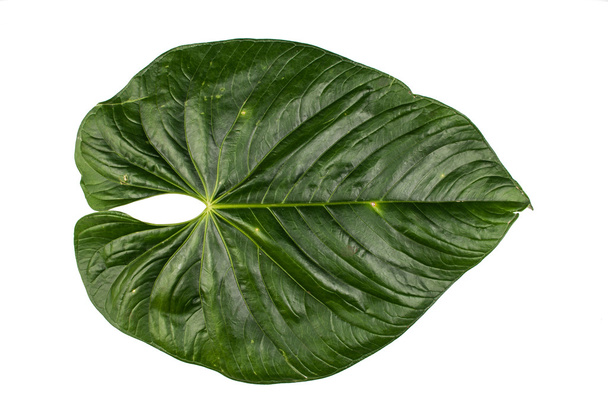 Jungle leaf white background - Foto, afbeelding
