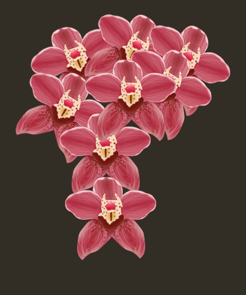 Kırmızı orkidenin güzelliği  - Fotoğraf, Görsel