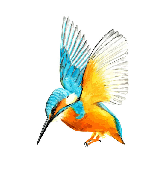 Hand drawn watercolor colorful illustration of blue and orange alcedo isolated on white background. - Vector, Image