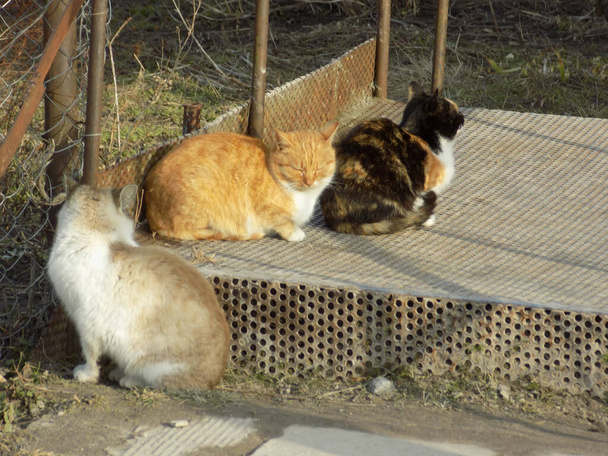 Domestic cat, or domestic cat (Felis silvestris catus)                     - Photo, Image