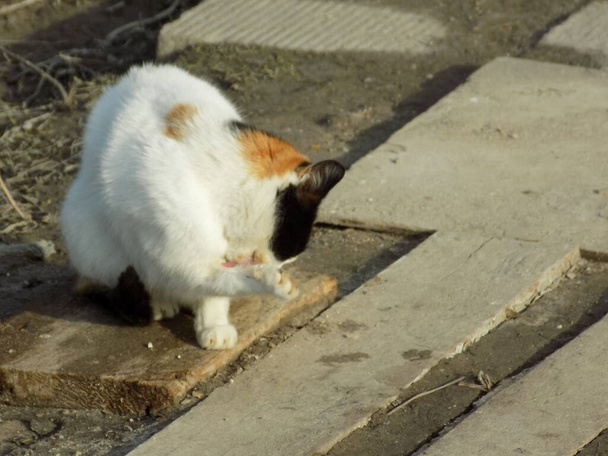 huiskat (Felis silvestris catus))                     - Foto, afbeelding