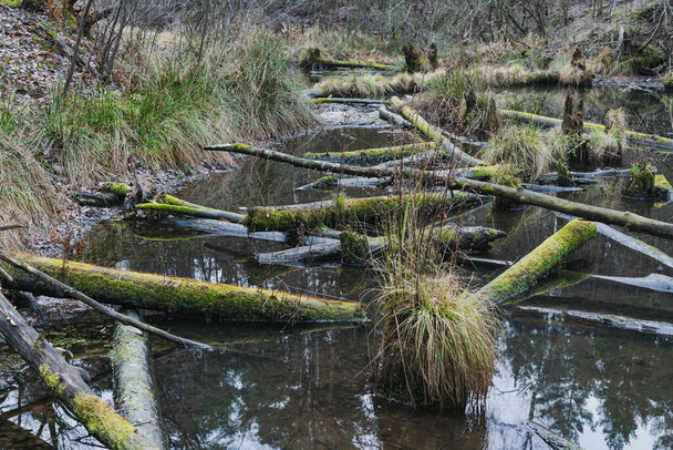 Verlaten onverzorgde vijver met omgevallen bomen bedekt met mos in het bos - Foto, afbeelding